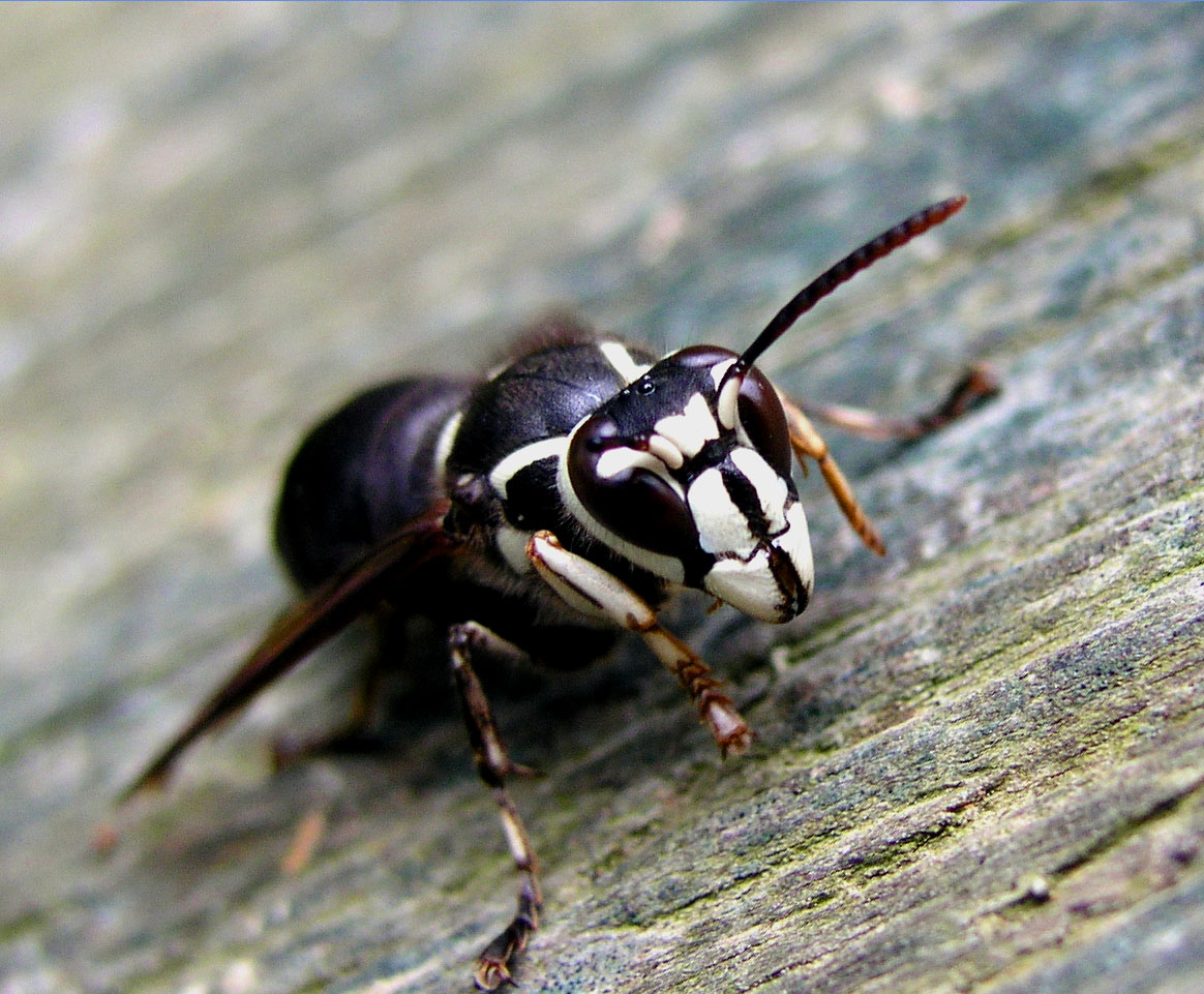 Bald-Faced Hornet stings